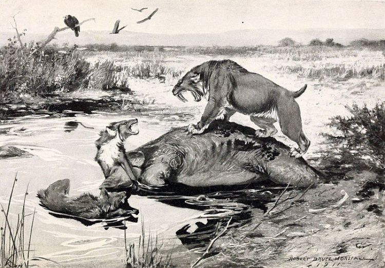 This 1913 illustration shows a saber-toothed cat (Smilodon californicus) and a dire wof (Canis dirus) fighting over a Columbian mammoth (Mammuthus columbi) carcass in the La Brea Tar Pits.