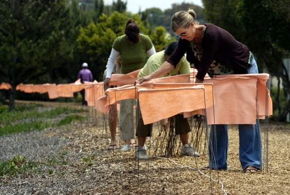 MANHATTAN BEACH - 06/01/07 - Daily Breeze Photo: Scott Varley - 6,000 wire and felt gates line a four mile section of the Manhattan Beach and Hermosa Beach greenbelt along Valley Avenue. The Young at Art project involved elementary and middle school stude