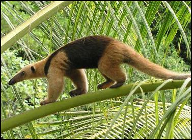 A northern tamandua in its natural element in Costa Rica.