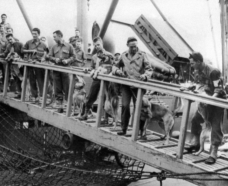 Army dogs, members of the K-9 Corps, and their trainers board a ship in the Los Angeles, California, Jan. 6, 1945 port of Embarkation before sailing for duty overseas. (AP Photo)