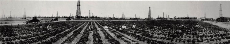 Oil rigs form the backdrop as the Omatsu family works its strawberry farm between Carson Street and Hawthorne Boulevard in this 1927 file photo donated by the Omatsu family. The Del Amo Financial Center currently stands on this site.