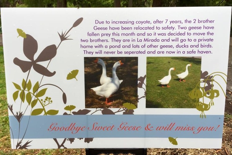 A beloved pair of geese at the Averill Park pond were removed in May 2016 when residents feared they might fall victim to coyotes seen in the area. (Photos by Donna Littlejohn, May 2016)