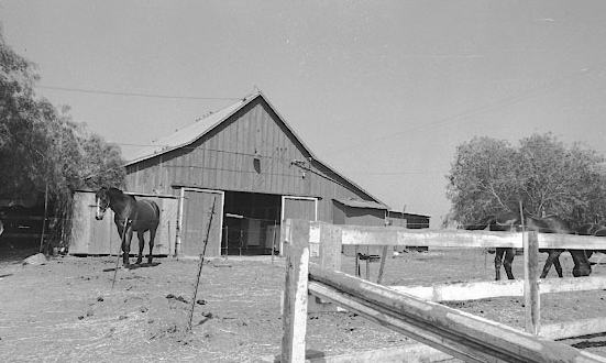 Horses wander near the Red Barn at the Rolling Hills Municipal Stables. Daily Breeze file photo.