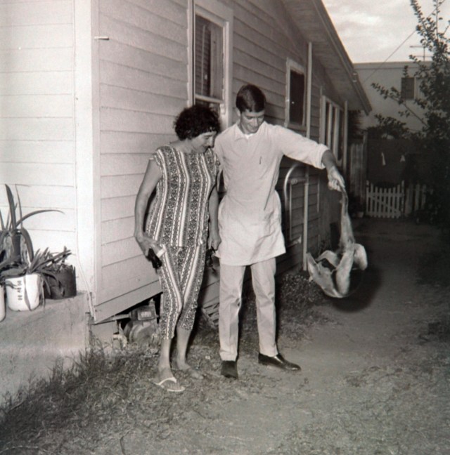 Dobrick's Pet Store manager Howard Newman holds one of the recaptured anteaters that he had retrieved from under the Carnelian Avenue house of Redondo Beach resident Mrs. Rose Ron, left. Daily Breeze file photo, Oct. 26, 1966.