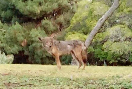 Coyote photographed on the gazebo side of Averill Park in San Pedro at about 8 a.m. May 23, 2016. Several ducks and geese have reportedly been killed this spring by coyotes that have been seen frequently in and around the popular neighborhood park. ( Photo by Nicole Juckes)