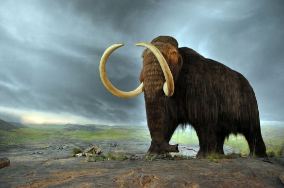 Display in the Royal BC Museum in Victoria (Canada) shows the woolly mammoth. The display is from 1979, and the fur is musk ox hair. (Courtesty Mammut, uploaded by FunkMonk)