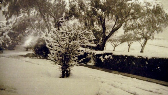 In early Jan. 1949 it snowed in San Pedro as seen in this photo taken in the Palos Verdes Hills. (Photo courtesy of San Pedro Bay Historical Society)