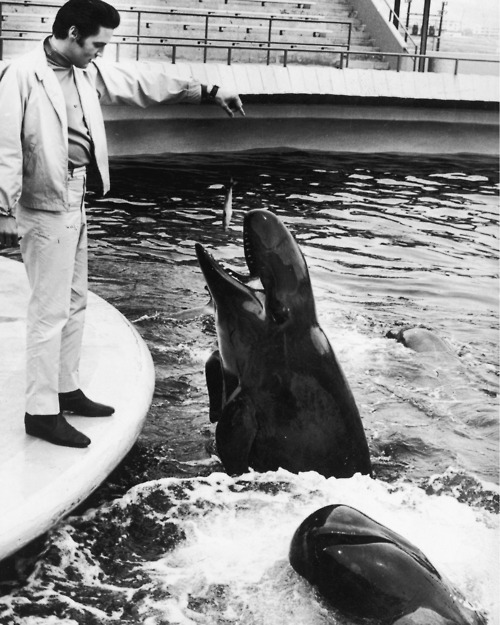 Elvis feeds a Marineland resident in this publicity still taken during the filming of "Live a Little, Love a Little" in 1968.