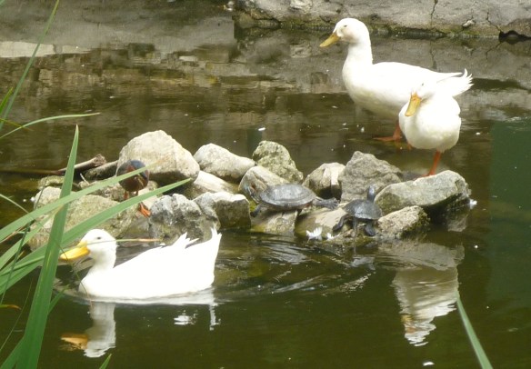 Wildlife gathers a small rock island in the middle of the Averill Park pond area. (June 2016 Daily Breeze file photo)