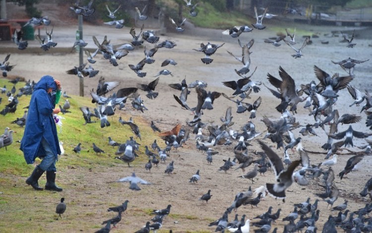 A woman feed a large flock of mixed birds at Del Rey Lagoon Park, Playa Del Rey. (Daily Breeze staff photo by Brad Graverson, Dec. 2, 2014)