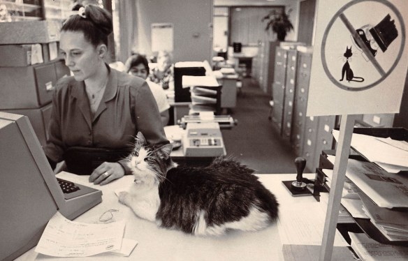 Senior account clerk Patty Hughes shares her desk with Roscoe the Redondo Beach city hall cat on Jan. 9, 1984. (Daily Breeze file photo by staff photographer Jack Lardomita)