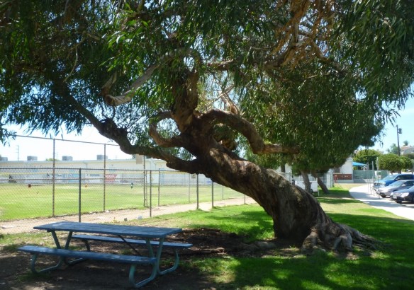 Alta Vista Park. (August 2015 Daily Breeze photo)