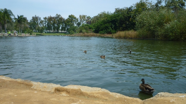 Ducks on the pond at Polliwog Park. Daily Breeze photo, July 2013.